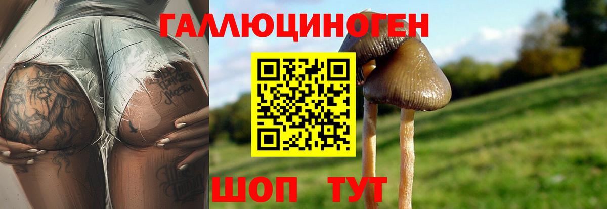 Курчалой  где купить наркоту  Вход с VPN  Галлюциногенные грибы Psilocybe 
